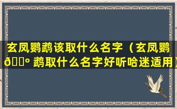 玄凤鹦鹉该取什么名字（玄凤鹦 🐺 鹉取什么名字好听哈迷适用）